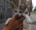 Καστοριά: Σώθηκε το γατάκι που εγκλωβίστηκε σε ακατοίκητο σπίτι