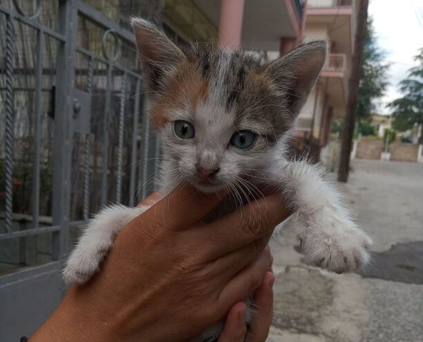 Καστοριά: Σώθηκε το γατάκι που εγκλωβίστηκε σε ακατοίκητο σπίτι
