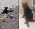 Κηφισιά Αττικής: Έκκληση για τα έξοδα περίθαλψης καθώς γατάκι βρέθηκε παράλυτο να σέρνεται