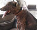 Κορωπί Αττικής: Έπιασαν το σκυλί που περιφερόταν εξαθλιωμένο και εμφανώς άρρωστο (βίντεο)