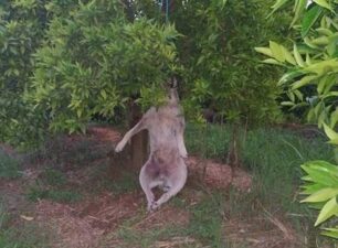 Κρεστίνη Θεσπρωτίας: Βρήκε σκύλο απαγχονισμένο σε δέντρο μέσα στο κτήμα του
