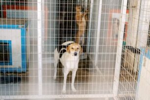 Κολαστήριο για τα σκυλιά και λόγω καύσωνα το παράνομο Δημοτικό Κυνοκομείο Άρτας (βίντεο)