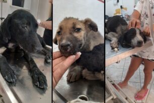 Μαγούλα Αττικής: Έσωσαν απ'τους καπνούς σκυλιά που βρήκαν σε καμένη περιοχή (βίντεο)