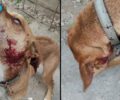 Μάλγαρα Θεσσαλονίκης: Βρήκαν τον σκύλο που φροντίζουν χτυπημένο με πέτρες
