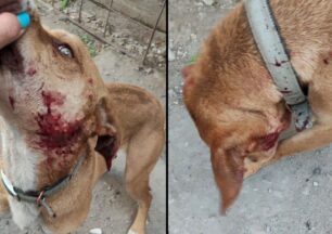 Μάλγαρα Θεσσαλονίκης: Βρήκαν τον σκύλο που φροντίζουν χτυπημένο με πέτρες