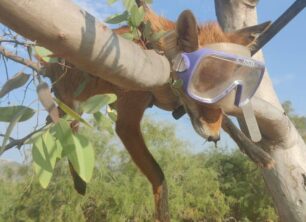Σχινιάς Αττικής: Νεκρή αλεπού με κομμένη ουρά πάνω σε δέντρο με μάσκα και αναπνευστήρα