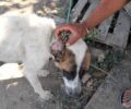 Μπούρτζι Εύβοιας: Γεμάτος τσιμπούρια ο σκύλος που κακοποιεί ο ιδιοκτήτης του (βίντεο)