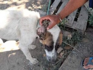Μπούρτζι Εύβοιας: Γεμάτος τσιμπούρια ο σκύλος που κακοποιεί ο ιδιοκτήτης του (βίντεο)