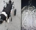 Περπατάει με αμαξίδιο σκύλος που έμεινε παράλυτος αφού πυροβολήθηκε από κυνηγό στη Νέα Σαμψούντα Πρέβεζας (βίντεο)