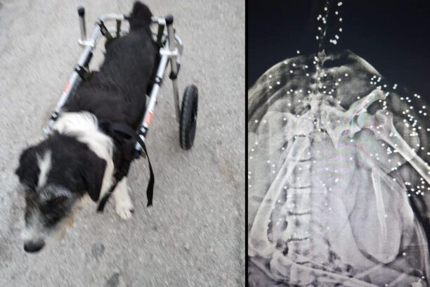Περπατάει με αμαξίδιο σκύλος που έμεινε παράλυτος αφού πυροβολήθηκε από κυνηγό στη Νέα Σαμψούντα Πρέβεζας (βίντεο)