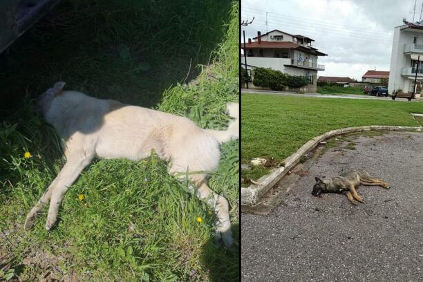 Νέα Τρίγλια Χαλκιδικής: Με φόλες συνεχίζονται οι δολοφονίες αδέσποτων