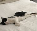 Αθήνα: Χάθηκε ασπρόμαυρη γάτα Ρηγίλλης και Μιμνέρμου