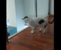 Περσέας: Βρέθηκε με κομμένα πόδια και πλέον τρέχει με τεχνητά - Επίτευγμα επιστήμης και φιλοζωίας για μια γάτα (βίντεο)