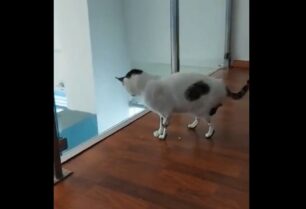 Περσέας: Βρέθηκε με κομμένα πόδια και πλέον τρέχει με τεχνητά - Επίτευγμα επιστήμης και φιλοζωίας για μια γάτα (βίντεο)