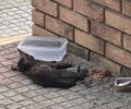Πετρούπολη Αττικής: Έκκληση για άρρωστο γατάκι που υποφέρει