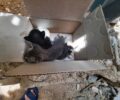 Πετρούπολη Αττικής: Γατάκια πεταμένα στα σκουπίδια μέσα σε κούτα (βίντεο)