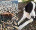 Πρέβεζα: Δηλητηρίασε σκυλιά με φόλα σε κλαμπ σάντουιτς στην παραλία Βράχου - Λούτσας