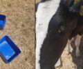 Ρόδος: Αφήνει τις αγελάδες του χωρίς νερό