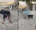 Ρόδος: Ποιος έχει έτσι τον σκύλο του δεμένο στην παραλία Τσαμπίκας; (Βίντεο)