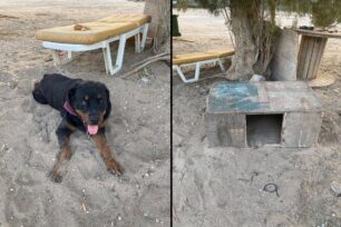 Ρόδος: Ποιος έχει έτσι τον σκύλο του δεμένο στην παραλία Τσαμπίκας; (Βίντεο)