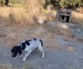 Ρόδος: Σκυλιά κυνηγού σε κλουβιά αλυσοδεμένα στον ήλιο γεμάτα τσιμπούρια χωρίς νερό (βίντεο)