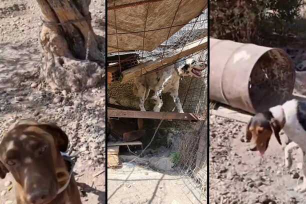 Ρόδος: Κυνηγός είχε 3 σκυλιά αλυσοδεμένα σε άθλιες συνθήκες χωρίς νερό στη Σορωνή (βίντεο)