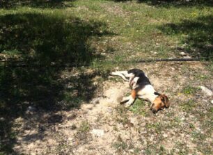 Ρουφάς Ηρακλείου: Βρήκε τον σκύλο του δολοφονημένο με σπασμένα πόδια & πυροβολημένο από κυνηγό (βίντεο)