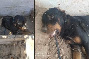 Σαλαμίνα: Σκύλος γεμάτος τσιμπούρια βρέθηκε νεκρός αλυσοδεμένος σε σπίτι