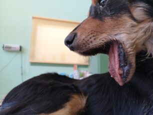 Σαλμώνη Ηλείας: Φροντίζουν σκύλο που βρήκαν με σπασμένη γνάθο - Έκκληση για τα έξοδα (βίντεο)