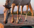 Έτσι κακοποιούν τα ζώα και στη Σέριφο –  Άλογο με παστούρα (δεμένα πόδια) σε ταράτσα κτιρίου