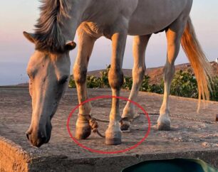 Έτσι κακοποιούν τα ζώα και στη Σέριφο –  Άλογο με παστούρα (δεμένα πόδια) σε ταράτσα κτιρίου