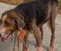 Ηλεία: Έκκληση για τη σωτηρία σκύλου που περιφέρεται με θηλιά στον λαιμό μεταξύ Σμίλας και Πελοπίου