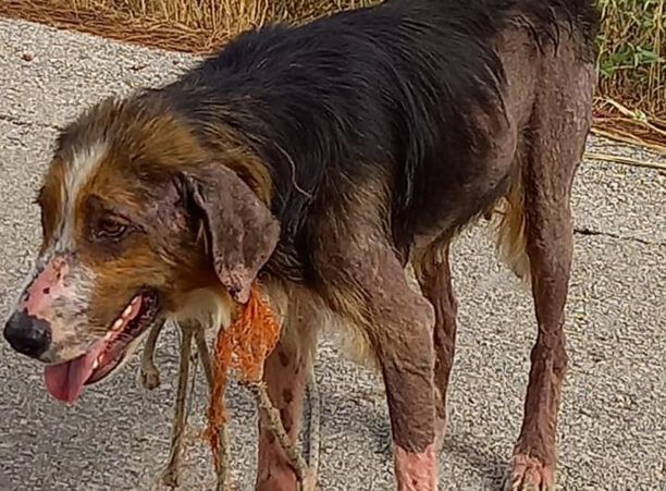 Ηλεία: Έκκληση για τη σωτηρία σκύλου που περιφέρεται με θηλιά στον λαιμό μεταξύ Σμίλας και Πελοπίου