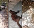 Με φόλες δολοφόνησε ζώα στο νεκροταφείο Σταμάτας Αττικής