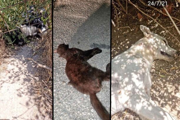 Με φόλες δολοφόνησε ζώα στο νεκροταφείο Σταμάτας Αττικής