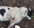 Στίρφακα Φθιώτιδας: Βρήκε τον σκύλο της πυροβολημένο - από κυνηγό - μέσα στο κτήμα της