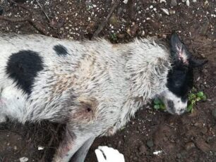 Στίρφακα Φθιώτιδας: Βρήκε τον σκύλο της πυροβολημένο - από κυνηγό - μέσα στο κτήμα της