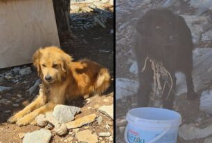 Σύμη: Τουρίστρια καταγγέλλει την κακοποίηση σκυλιών που βρήκε δεμένα χωρίς νερό/τροφή – Θα μεριμνήσουν οι αρχές; (βίντεο)