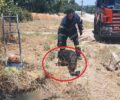 Θεσσαλονίκη: Πυροσβέστες έσωσαν αδέσποτο σκύλο που παγιδεύτηκε σε ανοιχτό φρεάτιο στην Καλαμαριά (βίντεο)