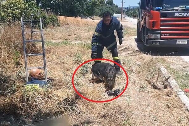 Θεσσαλονίκη: Πυροσβέστες έσωσαν αδέσποτο σκύλο που παγιδεύτηκε σε ανοιχτό φρεάτιο στην Καλαμαριά (βίντεο)