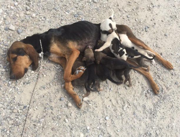 Τημένιο Αργολίδας: Πέταξε σκελετωμένη σκυλίτσα με τα εννιά κουτάβια της