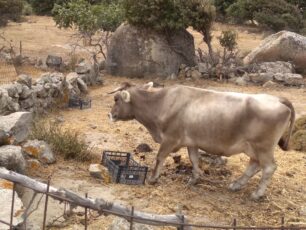 Τήνος: Συστηματική κακοποίηση αγελάδων με παστούρα στο χωριό Βώλαξ (Βώλακας)