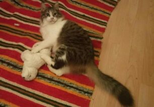Βρέθηκε-Χάθηκε αρσενική γάτα στον Άγιο Ιωάννη Ρέντη Αττικής