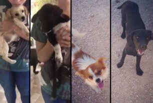 Χαβδάτα Κεφαλλονιάς: Έριξε φόλες σε αυλή και δολοφόνησε τέσσερα σκυλιά (βίντεο)