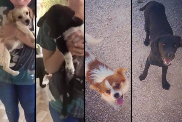 Χαβδάτα Κεφαλλονιάς: Έριξε φόλες σε αυλή και δολοφόνησε τέσσερα σκυλιά (βίντεο)