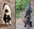 Έκκληση για τα σκυλιά που βρέθηκαν σε άθλια κατάσταση στον οικισμό Χωρέμης Αρκαδίας