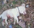 Χρώμιο Κοζάνης: Κατήγγειλε κυνηγό που έσφαξε τον σκύλο τους και συστηματικά σκοτώνει ζώα