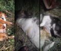 Ξυλοκερατιά Κιλκίς: Μαζική δολοφονία σκυλιών με φόλες – 15 νεκρά οικόσιτα και αδέσποτα (βίντεο)