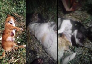 Ξυλοκερατιά Κιλκίς: Μαζική δολοφονία σκυλιών με φόλες – 15 νεκρά οικόσιτα και αδέσποτα (βίντεο)