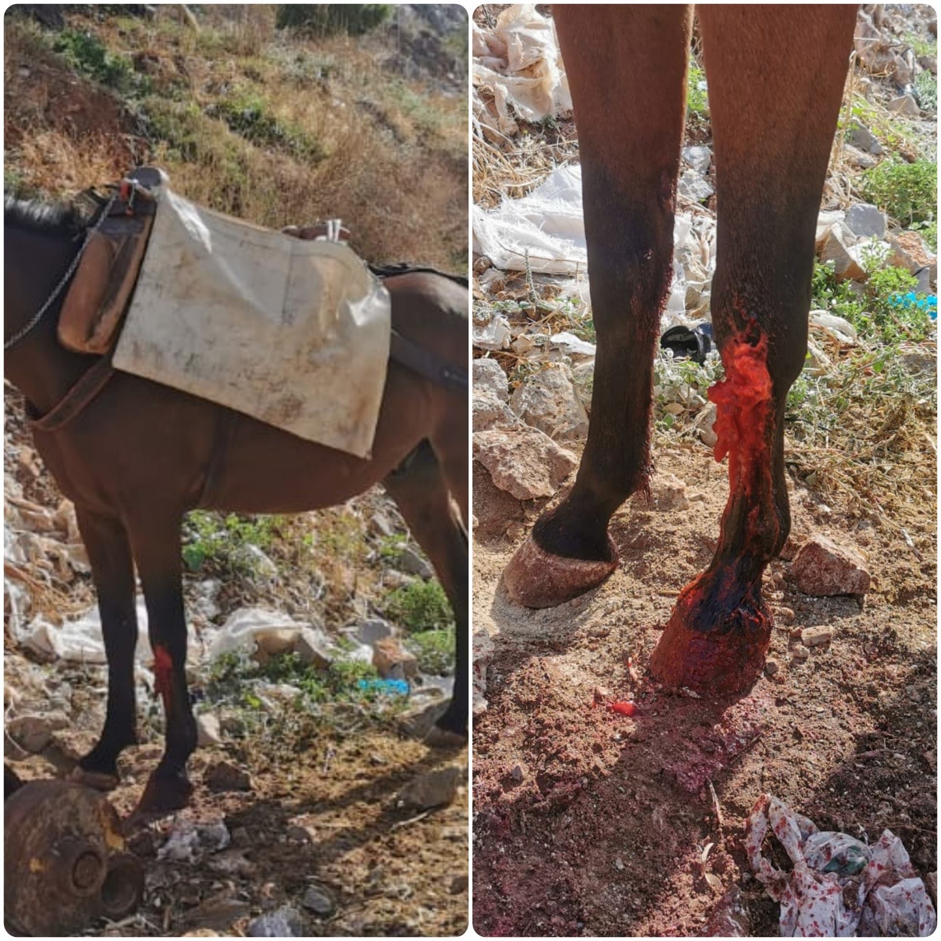 Ποιος κακοποιεί έτσι το ζώο στην Ύδρα; 1 YdraIppoeidesPligi6 10 2020